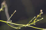 Annual wildrice <BR>Nakedstem dewflower <BR>Nakedstem dewflower <BR>Nakedstem dewflower <BR>Nakedstem dewflower